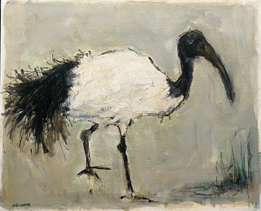 Sacred Ibis