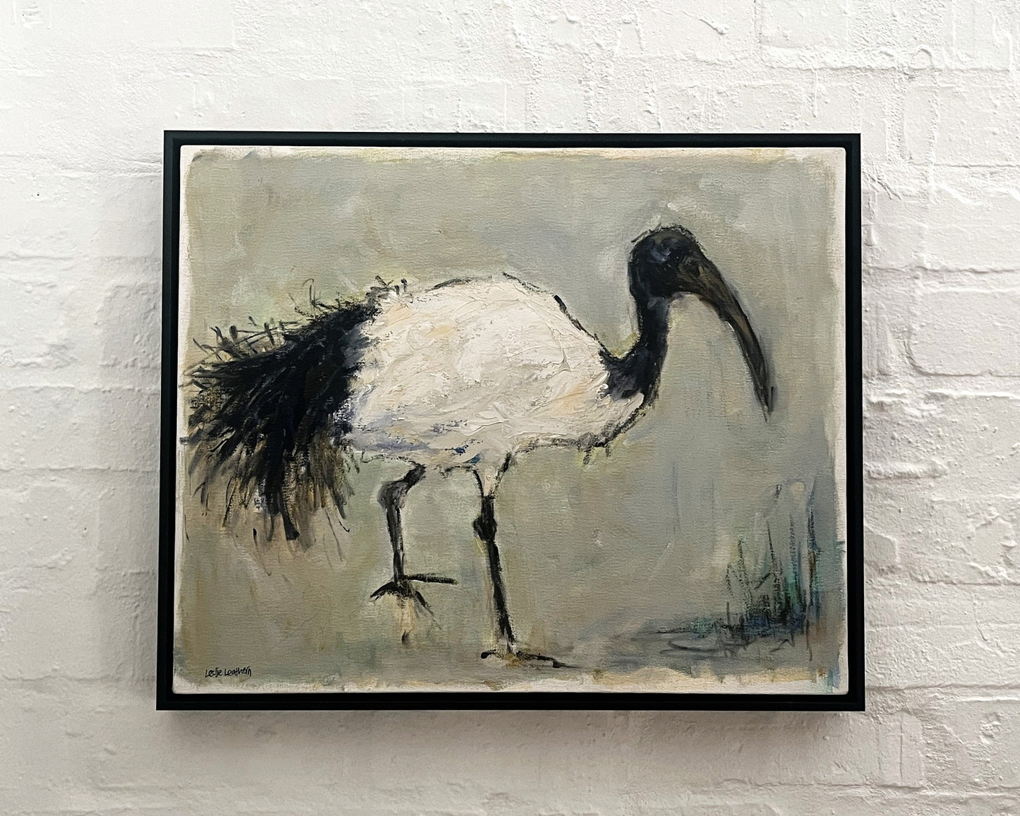 Sacred Ibis