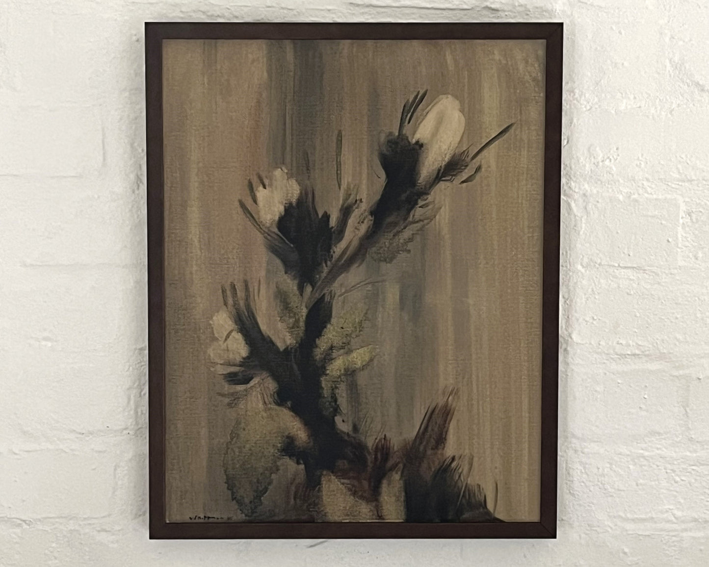 White Protea