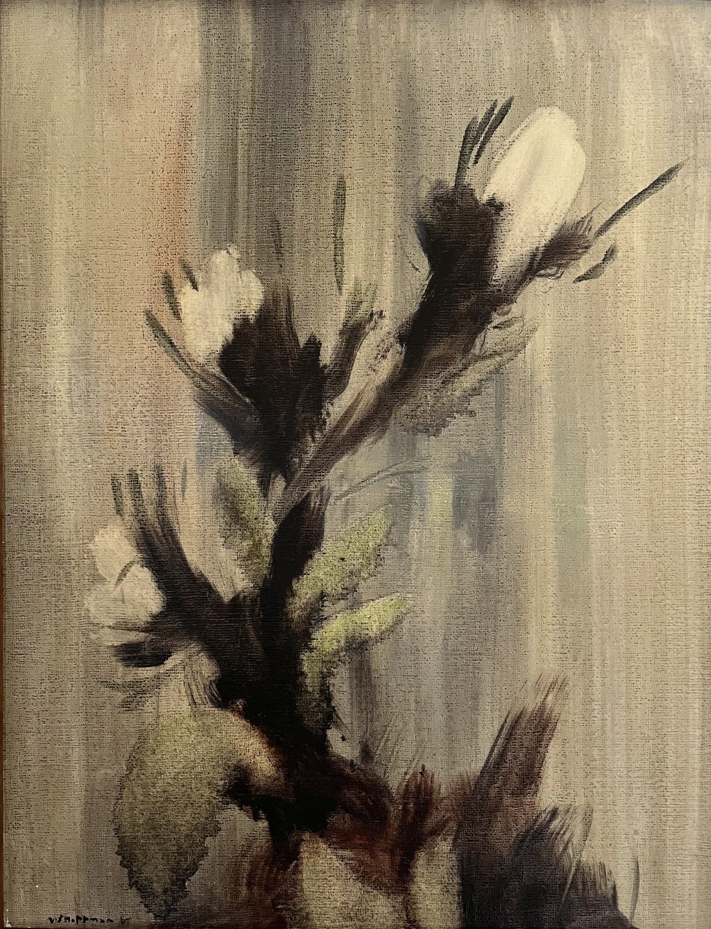 White Protea